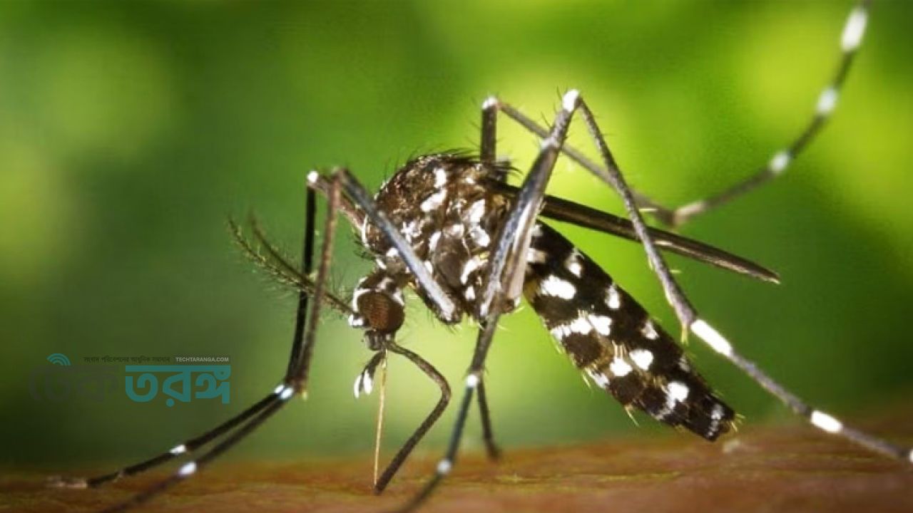 ডেঙ্গুতে একদিনে তিন জনের মৃত্যু, হাসপাতালে ৫৮০