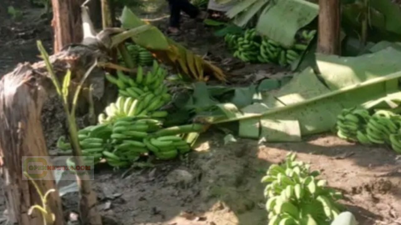 লালপুরে গাছের সাথে শত্রুতা, কৃষকের কলা ও লাউ গাছ কেটে দিলো দুর্বৃত্তরা