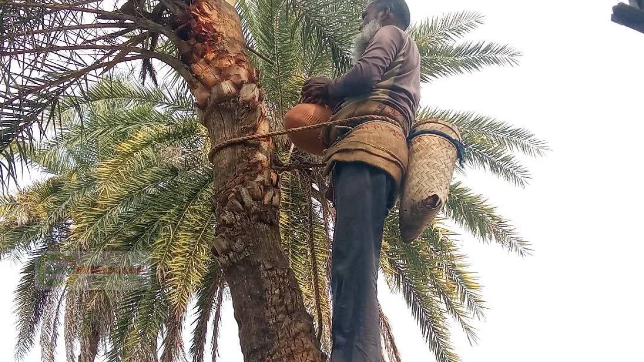 গ্রামীণ ঐতিহ্য পুনর্জাগরণে  খেজুর রস ও পাটালি গুড় উৎপাদনের উদ্যোগ