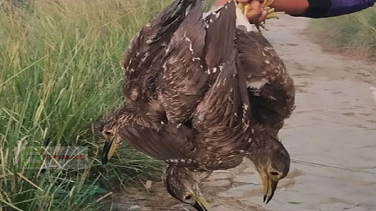 অতিথি পাখি নিধনে হুমকিতে বাংলাদের জীববৈচিত্র্য, শিকারীরা বেপরোয়া ও অমানবিক কাজ