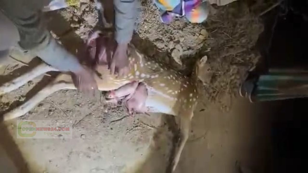 গাজীপুরের কালিয়াকৈরে সড়ক পার হওয়ার সময় অজ্ঞাত গাড়ী চাপায় গর্ভবতি হরিণের মৃত্যু।