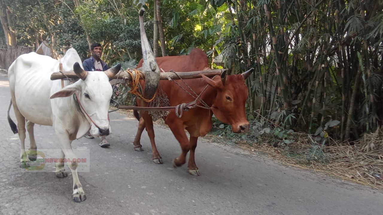 নড়াগাতী-কালিয়ায় নীরবে হারিয়ে যাচ্ছে কৃষকের হালের গরুয 