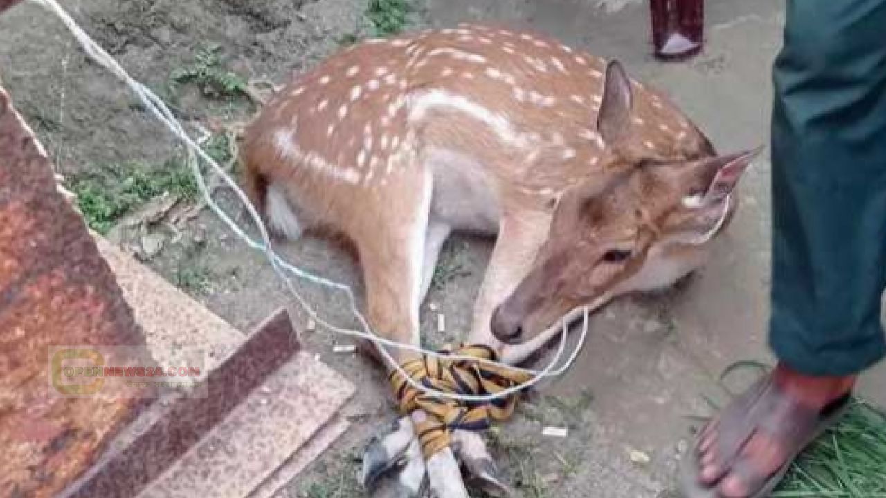 গ্রাম থেকে হরিণ উদ্ধার করে অবমুক্ত করেন পূর্ব বন বিভাগ।