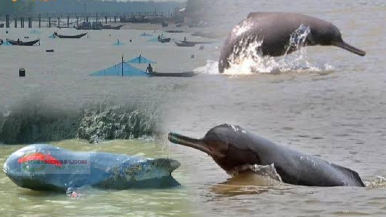 ডলফিন সংরক্ষণ প্রকল্পের ১৩ লক্ষ ডলার নয় ছয়