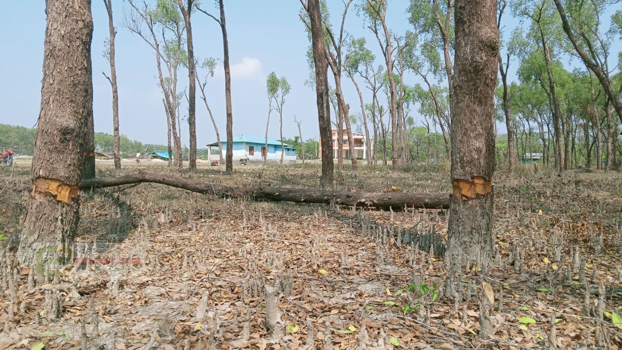 হাতিয়ায় বন রক্ষক ও ভূমি অফিসের অনিয়ম-গাফিলতিতে জাতীয় উদ্যান বিরানভূমি