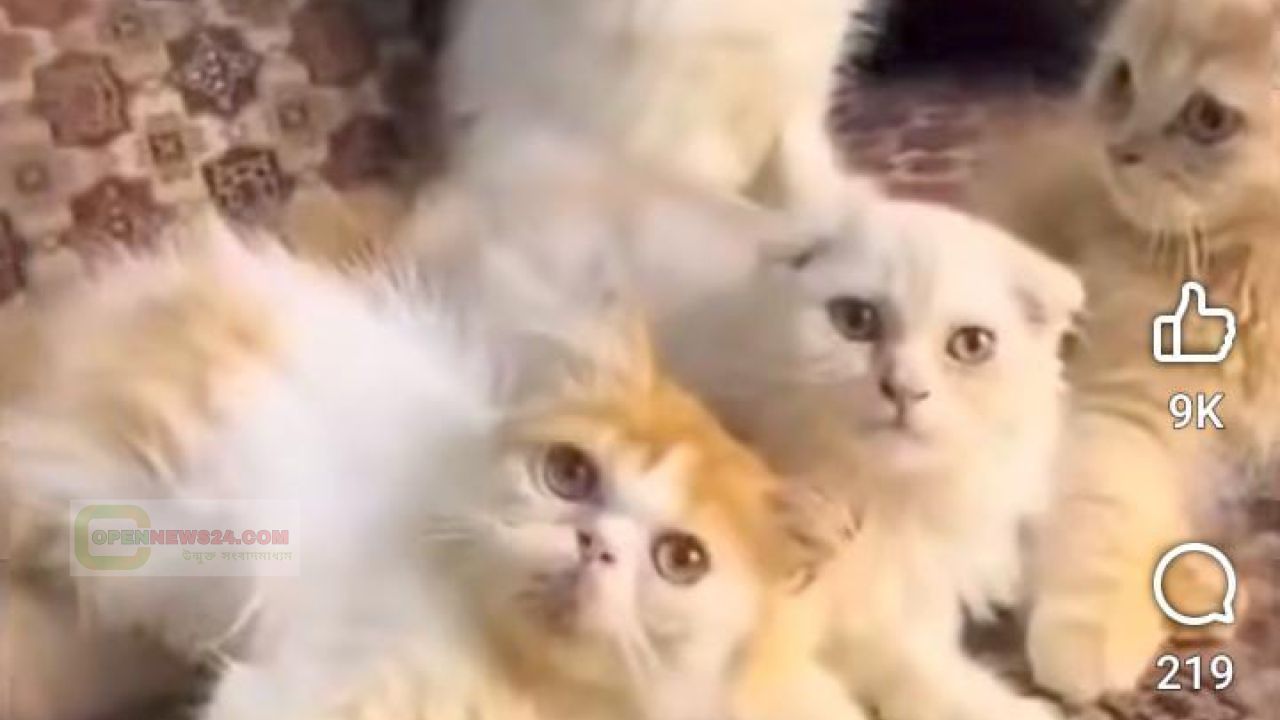 বিডি ক্যাট সপ নামের ফেসবুক পেজে প্রতারণার অভিযোগ: পার্সিয়ান বিড়াল দিয়ে নগদ টাকা হাতিয়ে নেওয়ার ঘটনায় শিকারদের দাবি তদন্তের