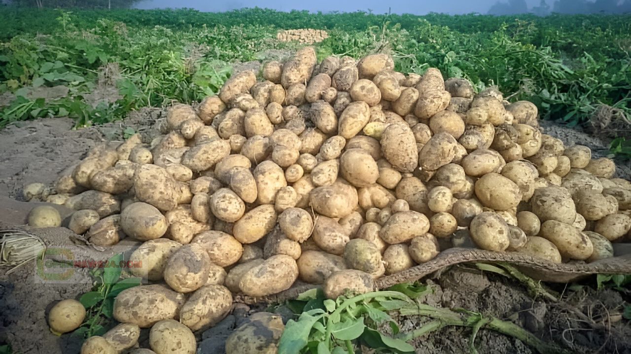 গলাচিপায় দিন দিন কমছে আলু চাষি