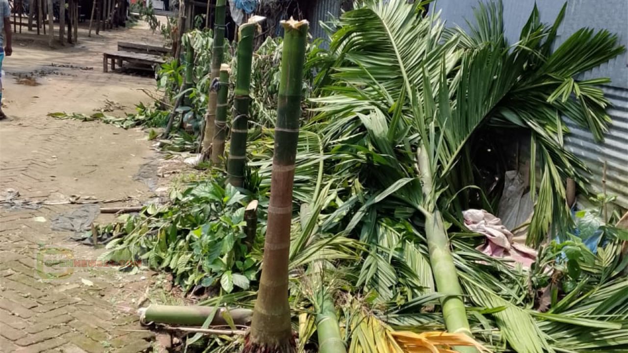 নেত্রকোনা দুর্গাপুরে জমি বিরোধের জেরে বৃদ্ধা নারীর, কেটে ফেলা হলো অর্ধশতাধিক গাছ—উত্তেজনা এলাকাজুড়ে